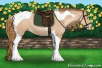 Horse Color:Chestnut Pearl Tobiano 