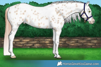 Horse Color:Amber Champagne Dun Sabino Tobiano Appaloosa  and Amber Champagne Dun Sabino Tobiano Appaloosa 