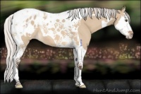 Horse Color:Silver Bay Dun Splash Tobiano Appaloosa 