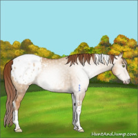 Horse Color:Gray Gold Champagne Dun Tobiano Appaloosa 