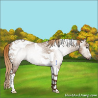 Horse Color:Gray Red Dun Tobiano 