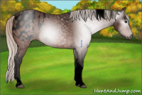Horse Color:Gray Void Silver Bay Tobiano Appaloosa 
