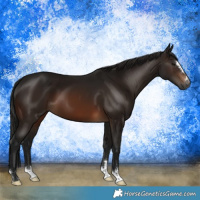 Horse Color:Gray Bay 