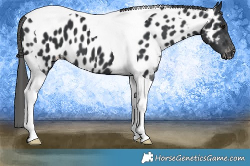 Horse Color:Black Tobiano Appaloosa