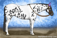 Horse Color:Black Tobiano Appaloosa 