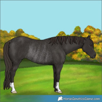Horse Color:Liver Chestnut Rabicano 