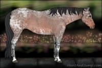 Horse Color:Brown Ice Roan 