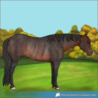 Horse Color:Brown Rabicano 