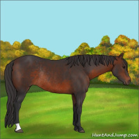 Horse Color:Brown Rabicano