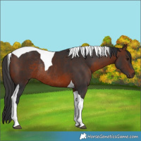Horse Color:Brown Tobiano Rabicano
