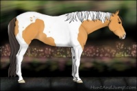 Horse Color:Buckskin Tobiano 