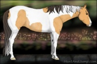 Horse Color:Buckskin Tobiano Rabicano 