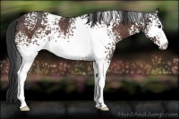 Horse Color:White Spotted Brown Rabicano 