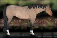 Horse Color:Brown Roan Dun Rabicano