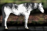 Horse Color:White Spotted Black