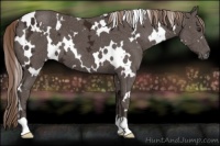 Horse Color:White Spotted Liver Chestnut Ice 