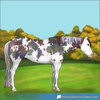 Horse Color:Nacre White Spotted Liver Chestnut Splash Rabicano 