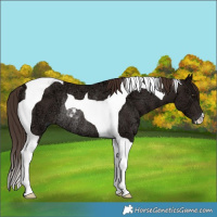 Horse Color:Liver Chestnut Ice Tobiano Rabicano