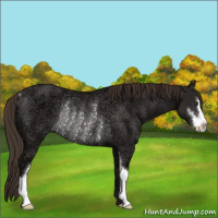 Horse Color:Liver Chestnut Ice Sabino Rabicano 