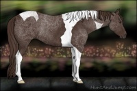 Horse Color:Liver Chestnut Tobiano Rabicano 