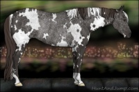 Horse Color:White Spotted Liver Chestnut Rabicano 