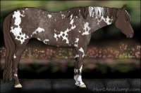 Horse Color:White Spotted Liver Chestnut Rabicano 