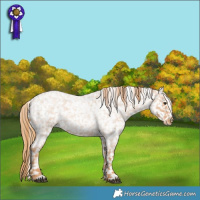 Horse Color:Red Roan Appaloosa 