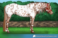 Horse Color:Red Roan Near Leopard 