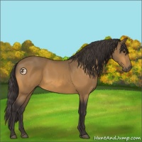 Horse Color:Buckskin 