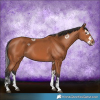 Horse Color:Bay Splash 