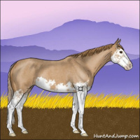 Horse Color:Red Roan Splash 