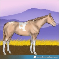 Horse Color:Gold Champagne Tobiano 