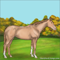Horse Color:Gold Champagne Tobiano 