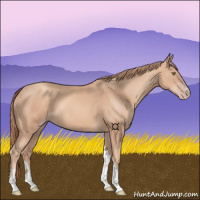 Horse Color:Gold Champagne Tobiano 