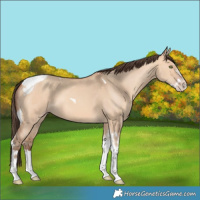 Horse Color:Amber Champagne Dun Splash Tobiano 