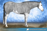 Horse Color:Blue Roan Splash 