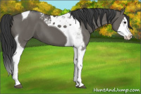 Horse Color:Grullo Splash Tobiano 