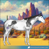 Horse Color:Black Splash Tobiano 