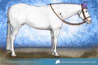 Horse Color:Black Splash Tobiano Appaloosa 