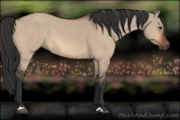 Horse Color:Bay Dun