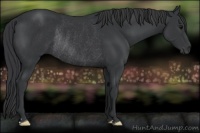 Horse Color:Black Rabicano 