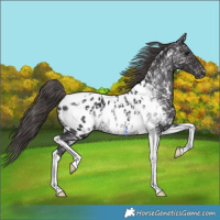 Horse Color:Smoky Black Ice Tobiano Near Leopard 
