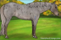Horse Color:Silver Blue Roan 