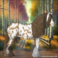 Horse Color:Buckskin Appaloosa 