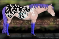 Horse Color:Watercolor Buckskin Appaloosa 