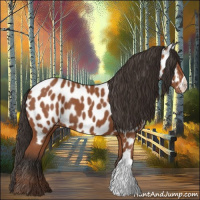 Horse Color:Bay Appaloosa