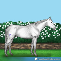Horse Color:Gray Void Black Ice Tobiano