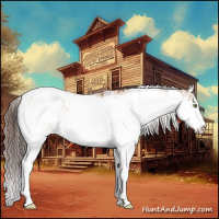 Horse Color:Amber Champagne Sabino Appaloosa Rabicano