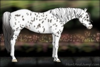Horse Color:Grullo Tobiano Appaloosa
