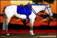 Horse Color:Gray Amber Champagne Roan Dun Appaloosa 